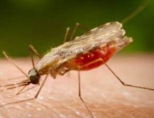 nyamuk malaria