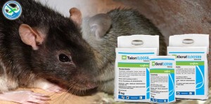obat ampuh basmi tikus