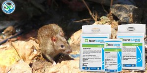 obat pembasmi tikus di rumah
