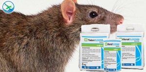 obat pembasmi tikus yang aman