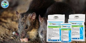 obat pengusir tikus dalam rumah