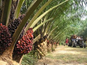 perkebunan kelapa sawit