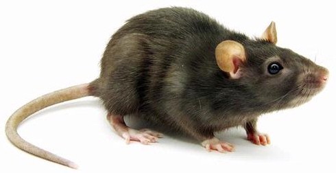 Pembasmi Hama Tikus Pada Areal Pertanian Sawah – Jual Pestisida