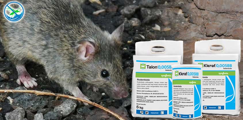 obat pembasmi kutu tikus