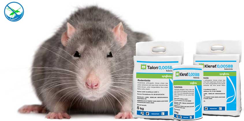 obat pembasmi tikus yang ampuh