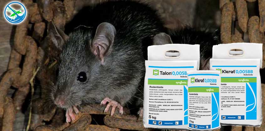 obat pengusir tikus herbal