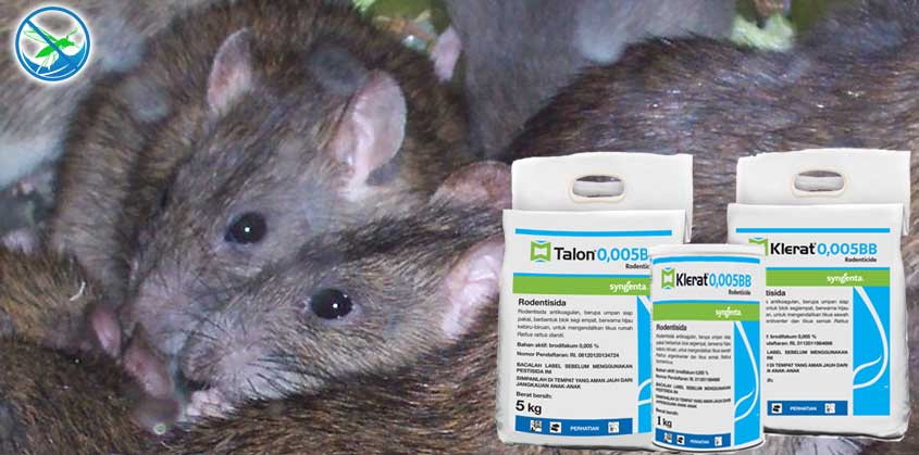 obat pengusir tikus yang ampuh